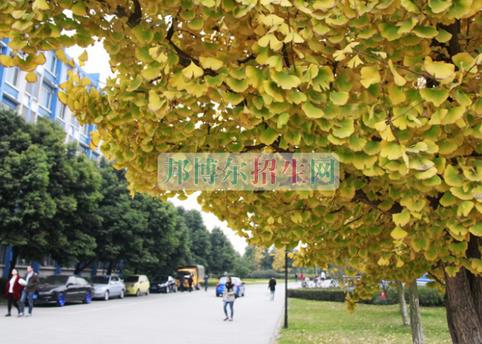 成都到哪里讀軟件技術(shù)好